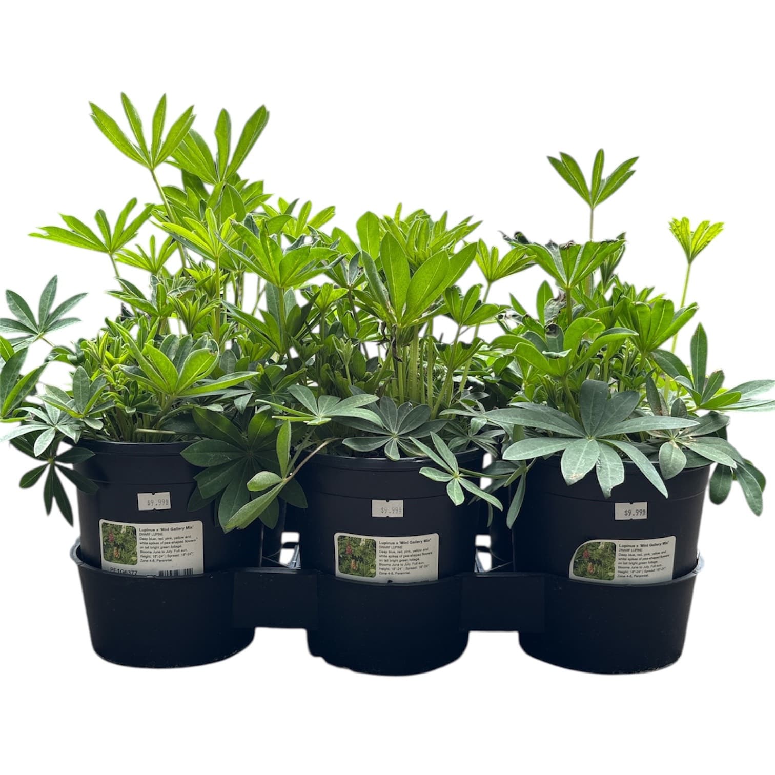 Lupine ‘Mini-Gallery Mix’ – 1 Gallon – 6pk