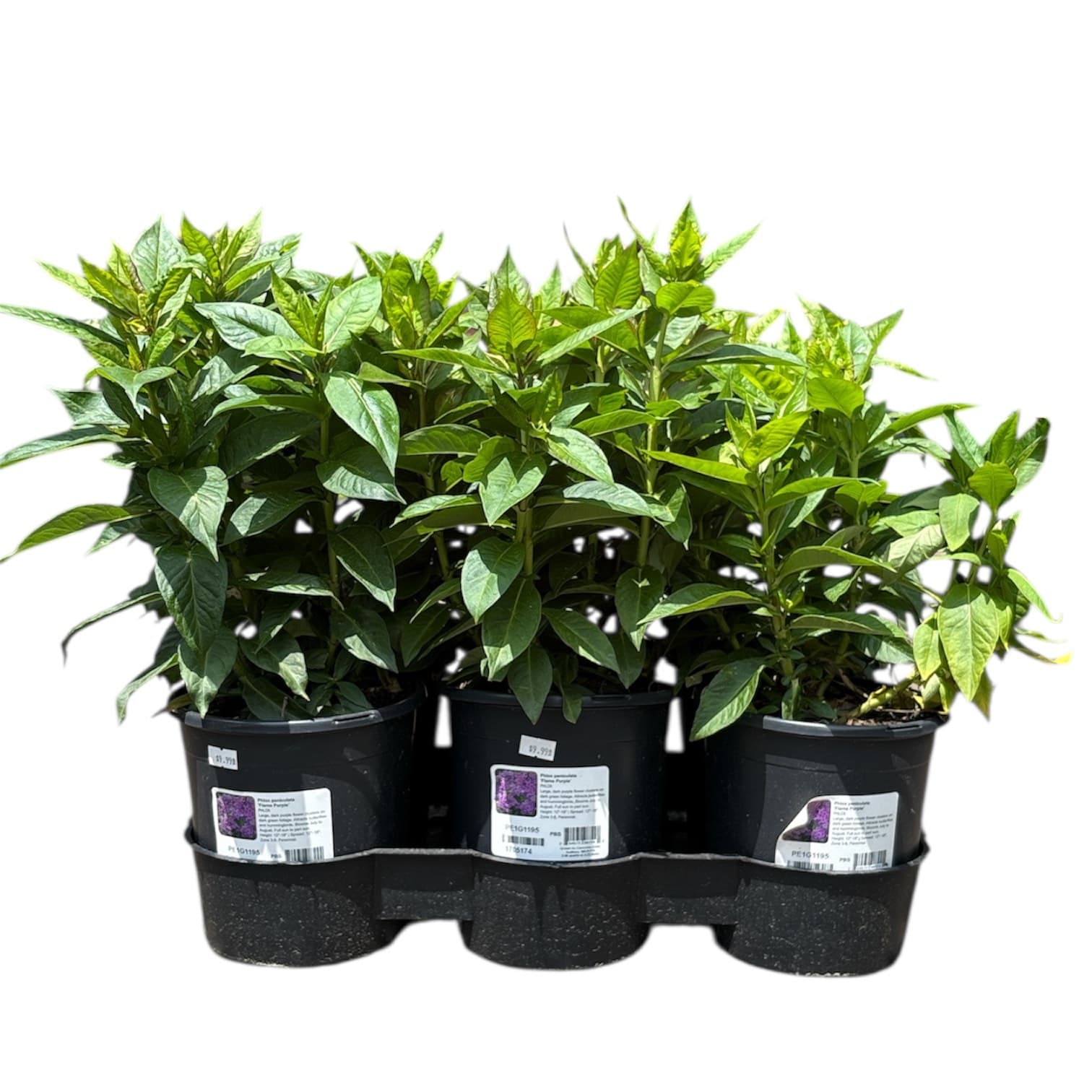 Garden Phlox ‘Flame Purple’ – 1 Gallon – 6pk