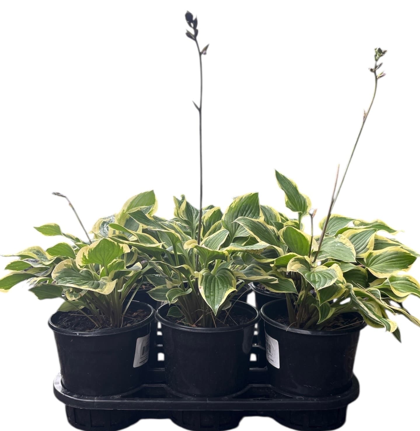 Hosta ‘Pilgrim’ – 1 Gallon – 6pk