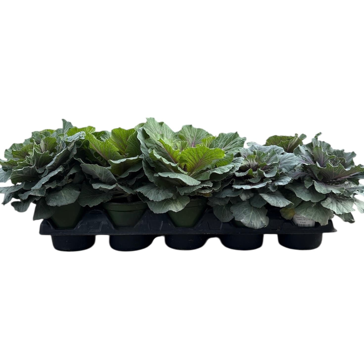 Flowering Kale ‘Pigeon Red’ 4.5″ Pot – 10 Pack