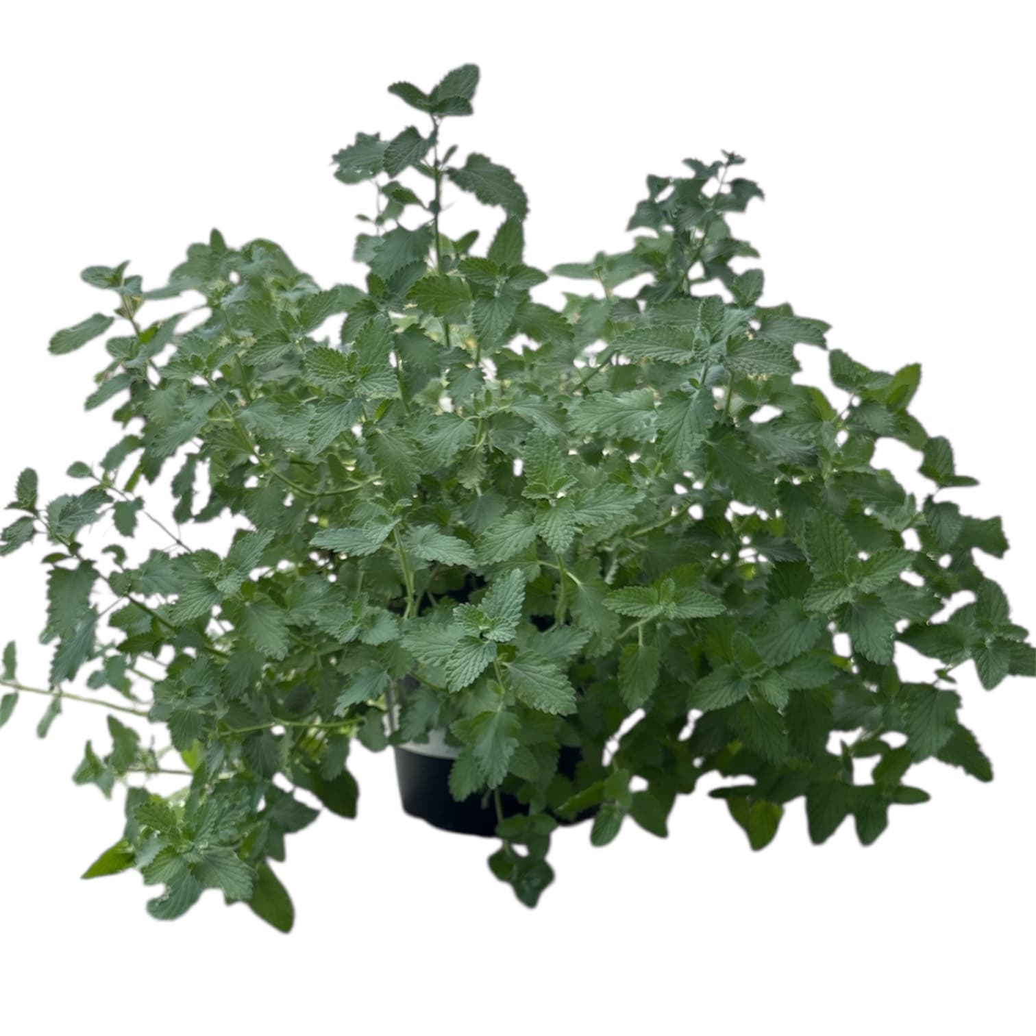Nepeta racemosa ‘Walker’s Low’ – 1 Gallon
