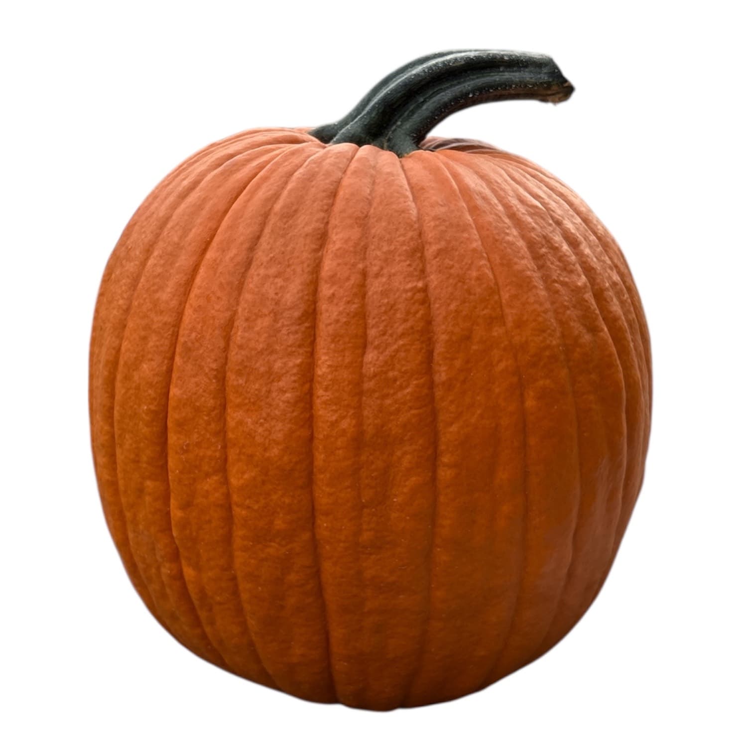 Pumpkins- Medium, 20-22 lbs