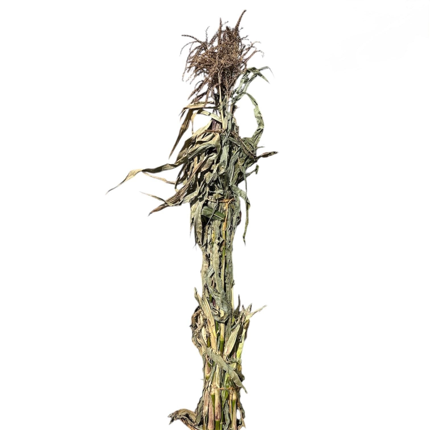 Corn Stalks- 6′ Tall, 8-10 stalks per bundle