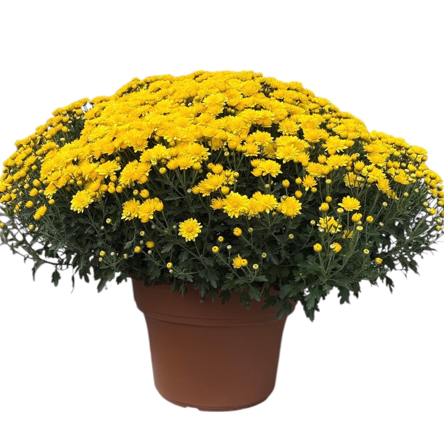 Mum 12″ Yellow Pot