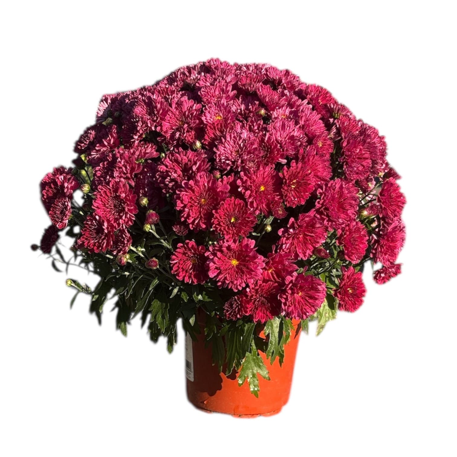 Mum 6″ Purple Pot
