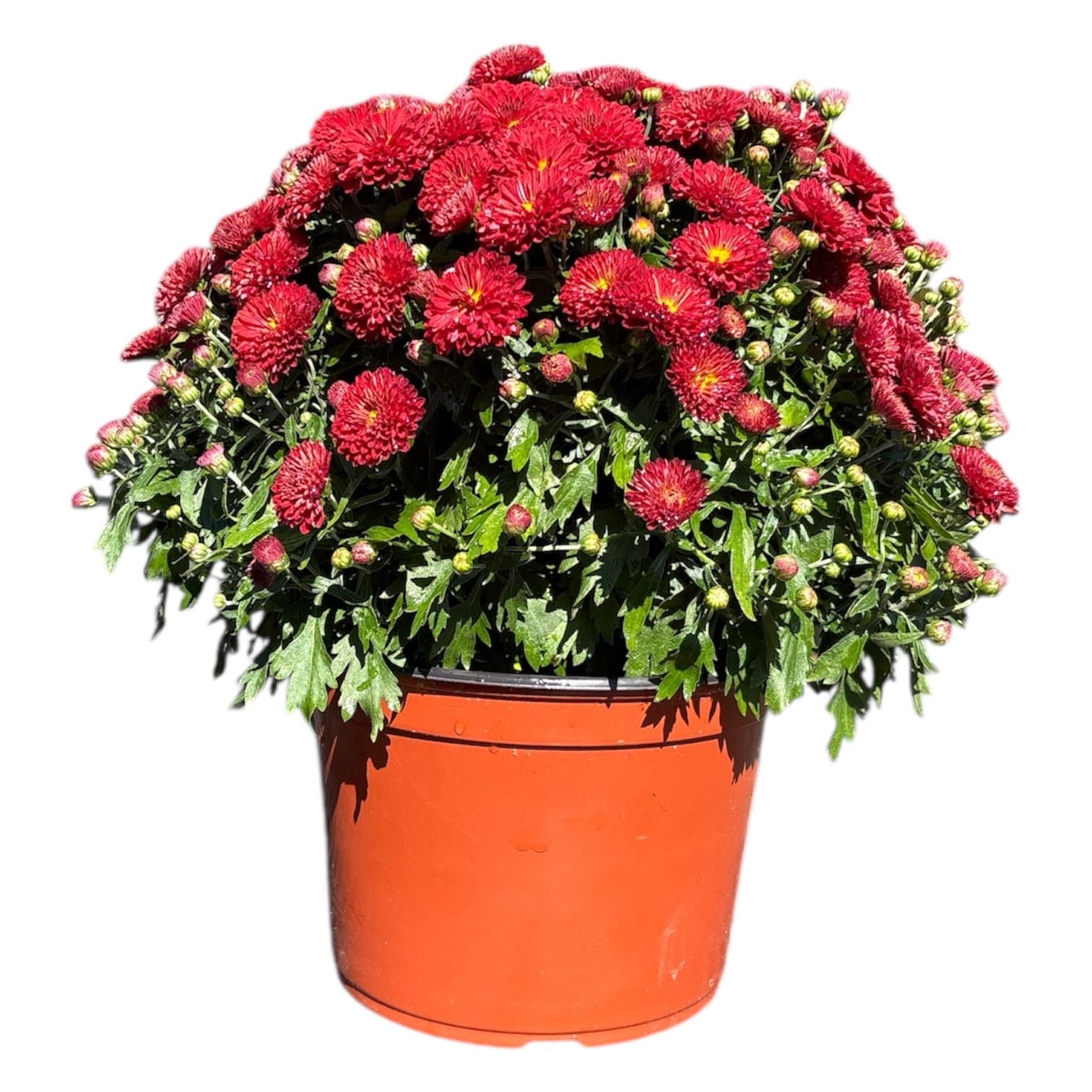 Mum 9″ Red Pot