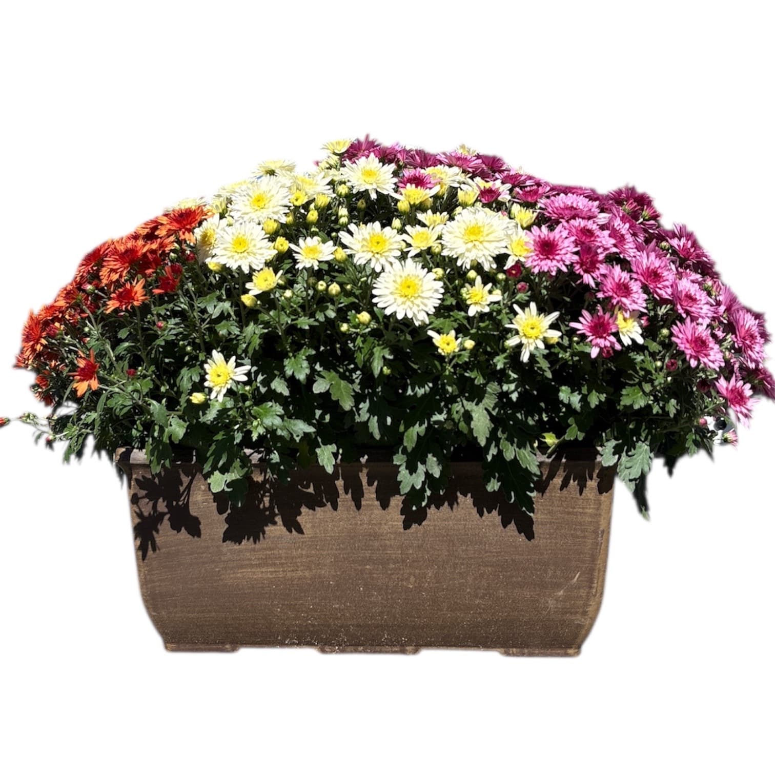 Mum Window Box 7″x14″