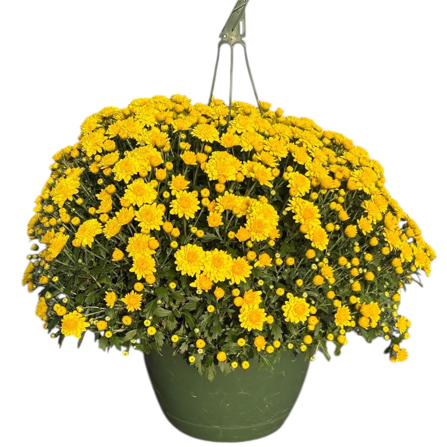 Mum 10″ Yellow Hanging Basket
