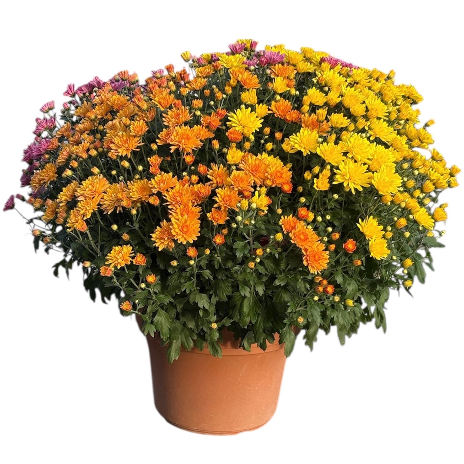 Mum 12″ Multi- Colored Pot