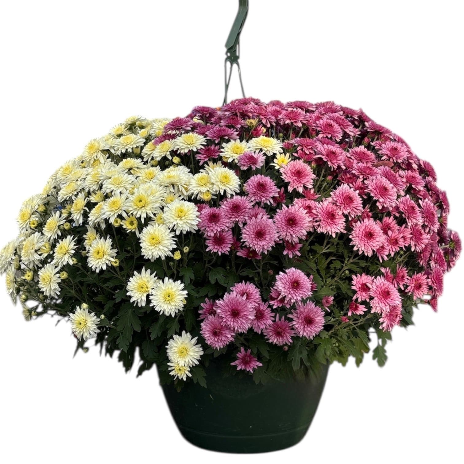 Mum 10″ Hanging Basket Multi-Colored