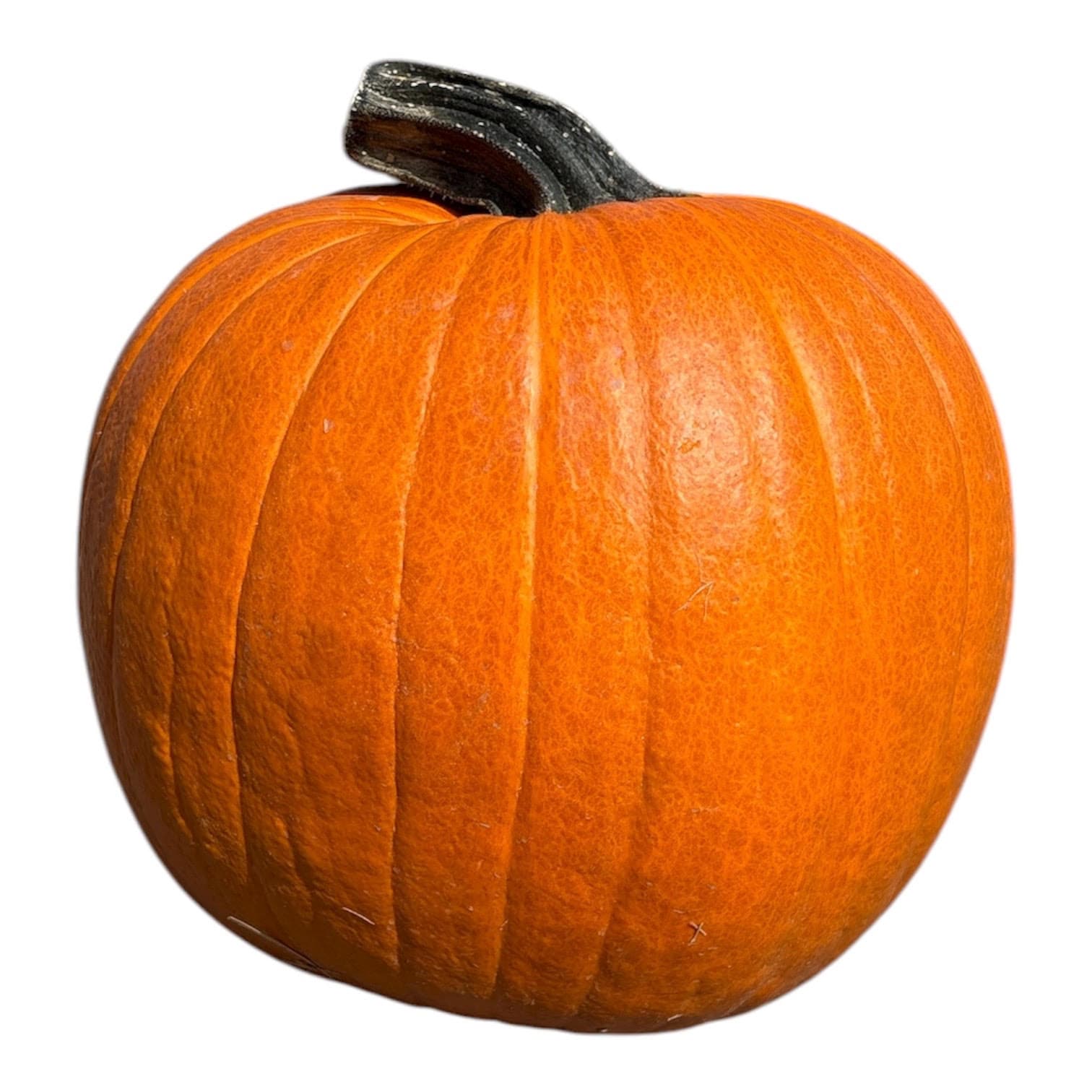 Pumpkin- Large, 25-33lbs