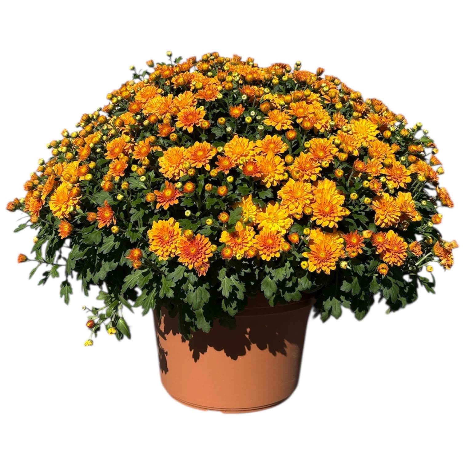Mum 12″ Orange Pot