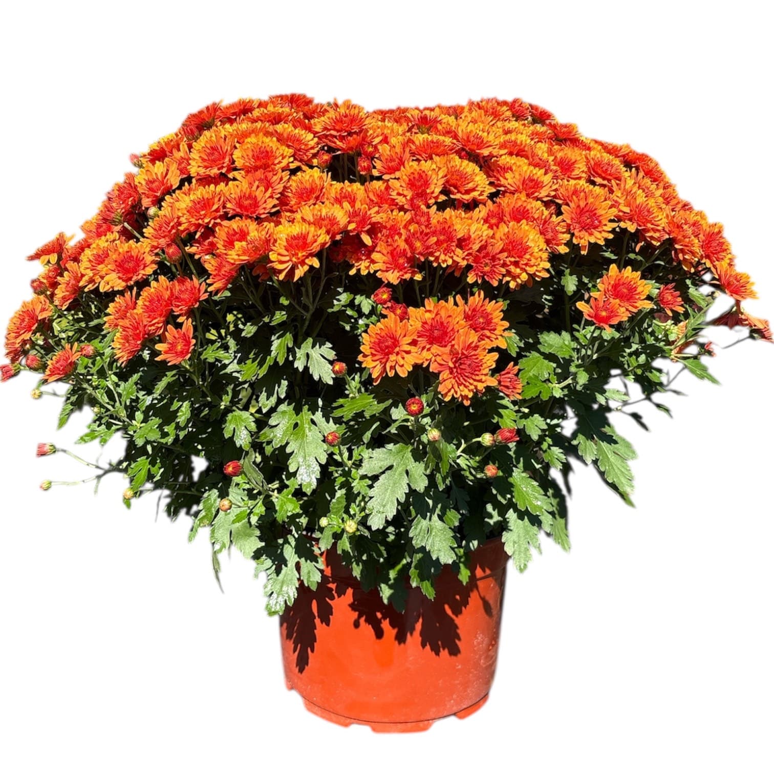 Mum 9″ Orange Pot