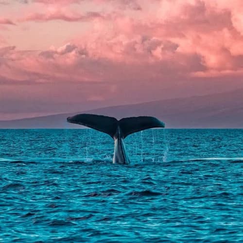 Pacific Whale Foundation – Maui Whale Watches