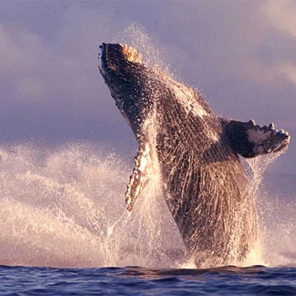 Ultimate Rafting – Maui Whale Watch - thumbnail 2