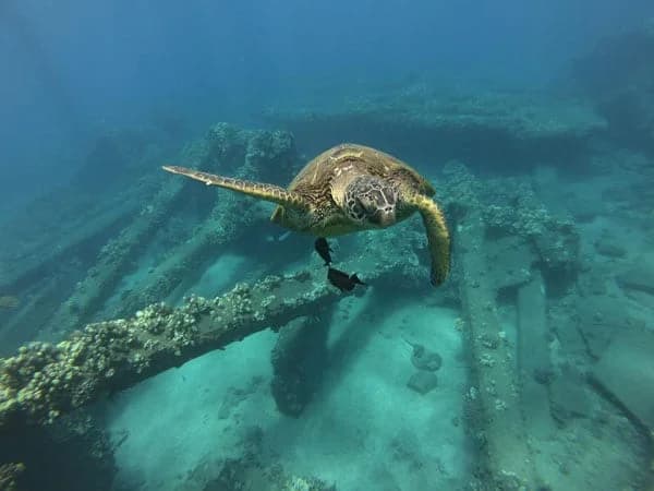 Magic Merman – Snorkel Tour - thumbnail 3
