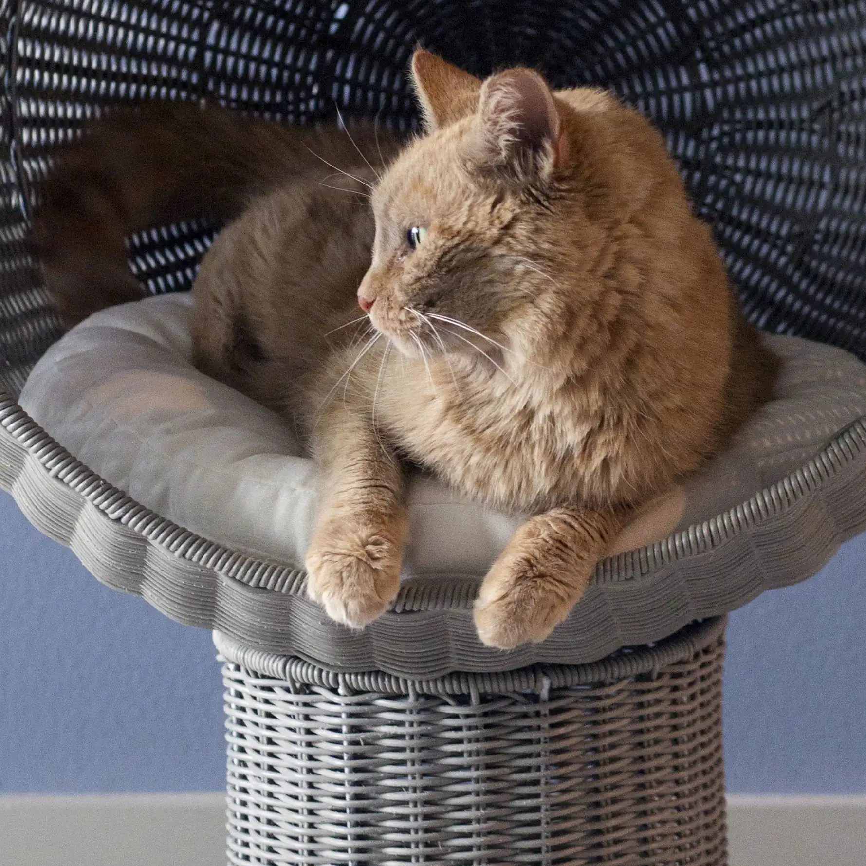 Kitty Ball Bed Cushion Insert