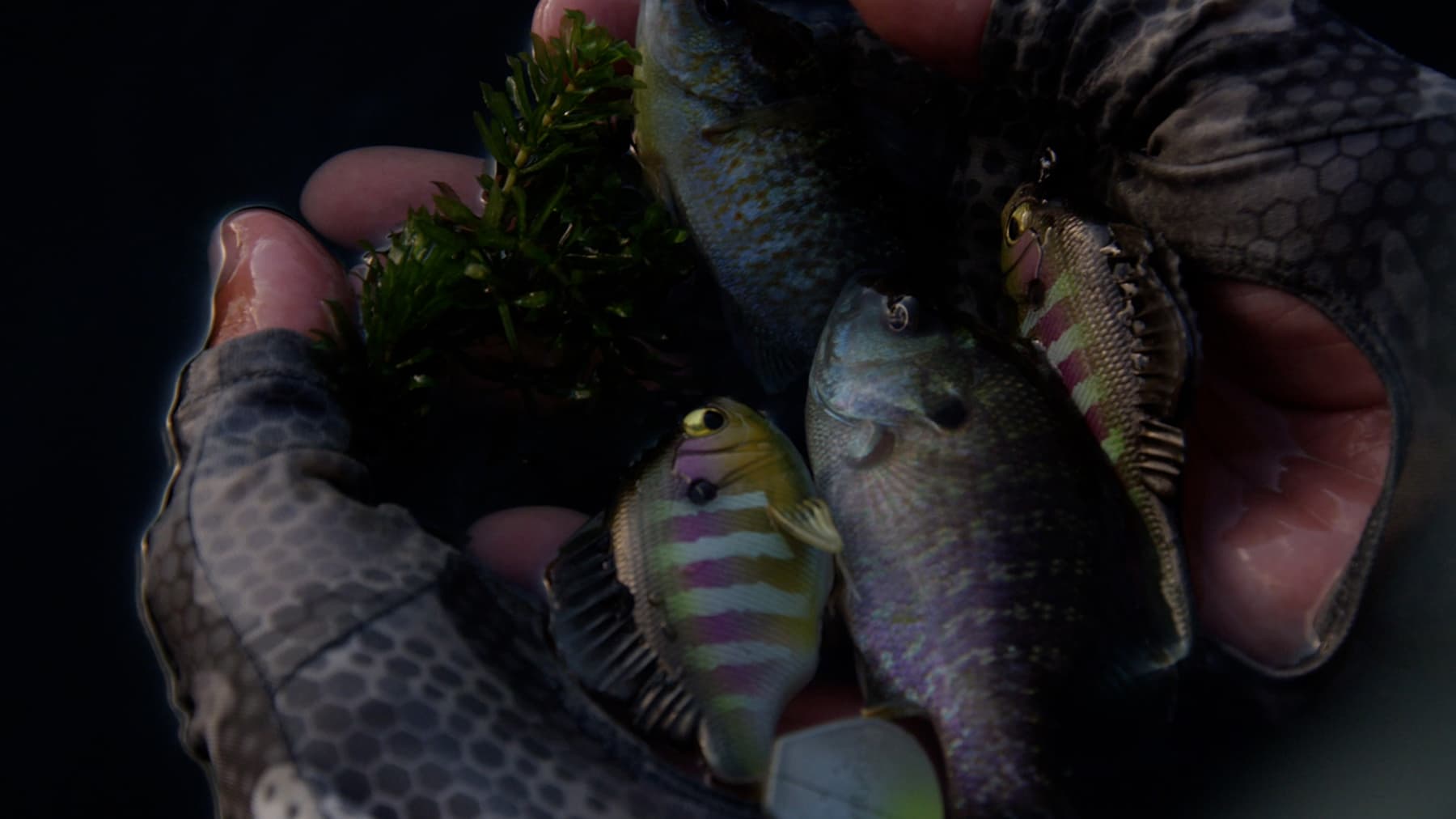 SLEEPER GILL - thumbnail 2