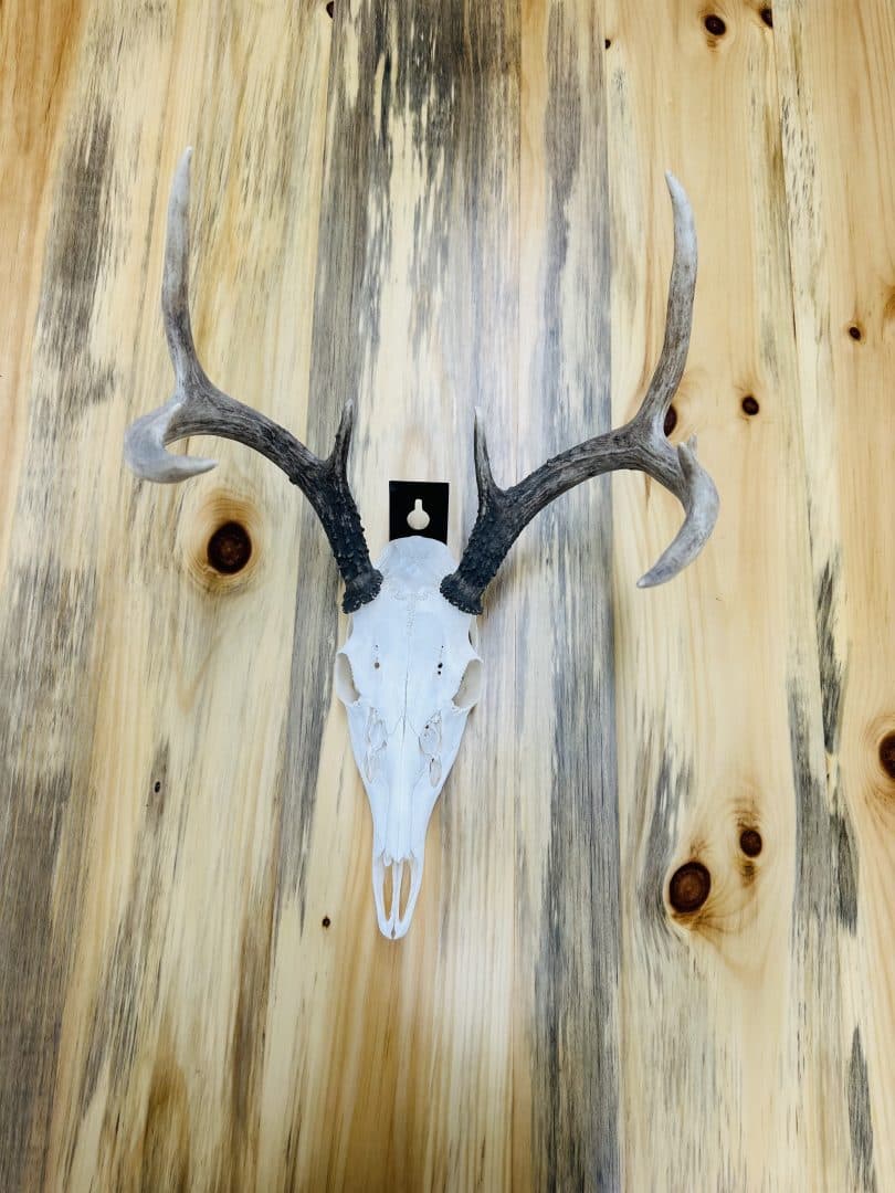 European Skull Mount Bracket