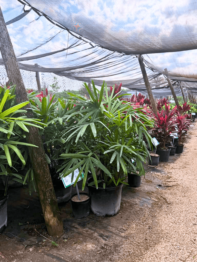 Lady Palm