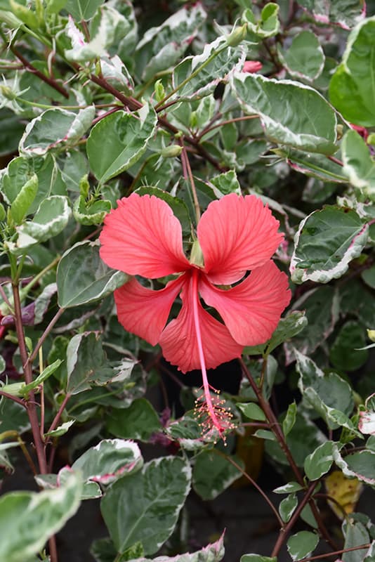 Hibiscus - thumbnail 9
