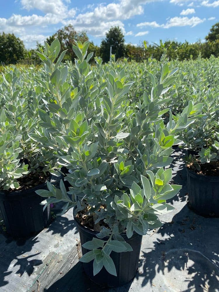 Silver Buttonwood
