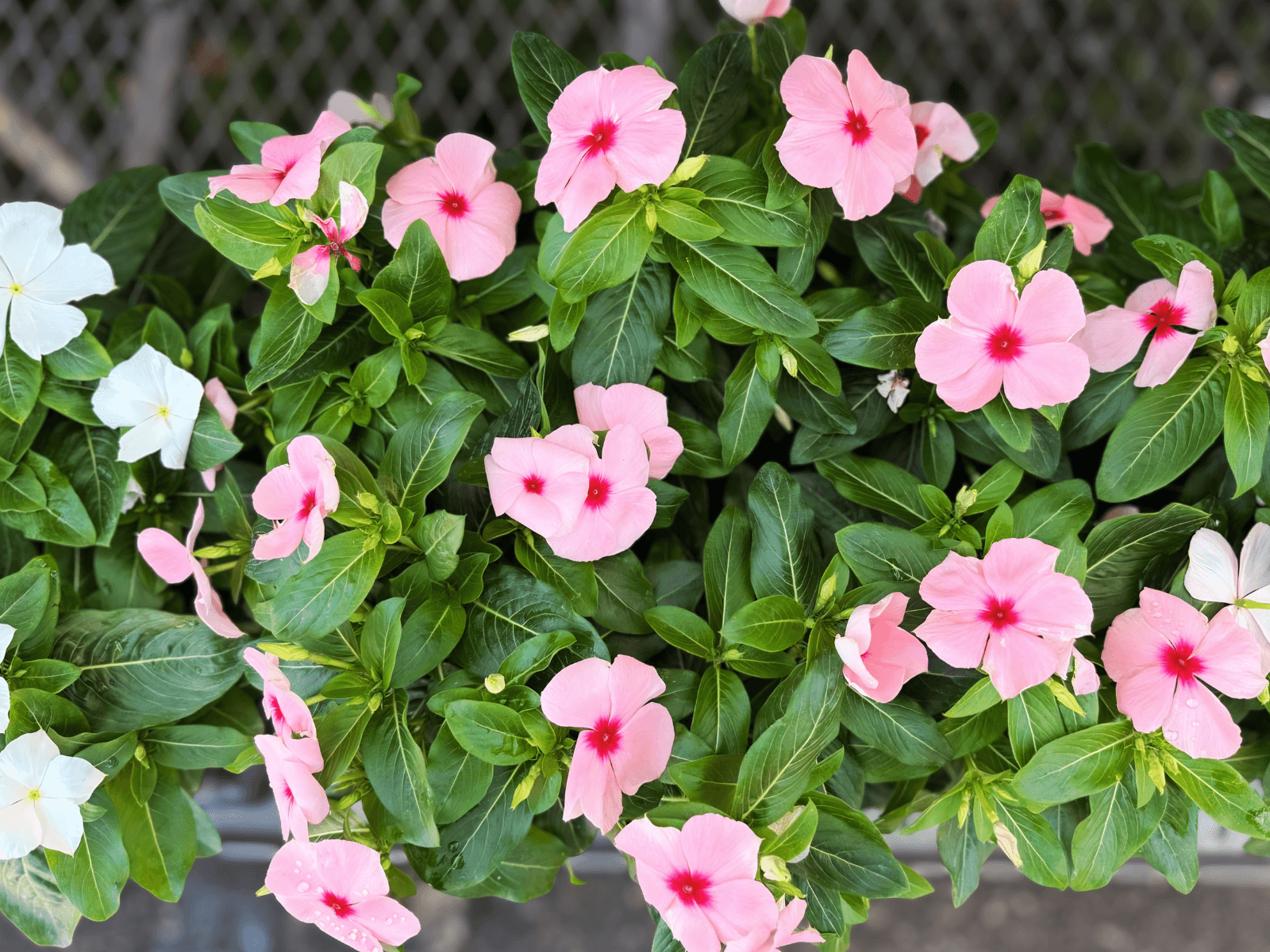 Vinca