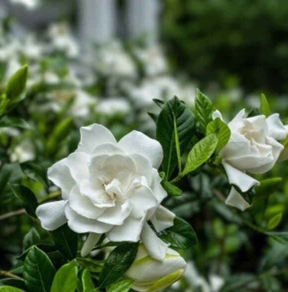 Gardenia