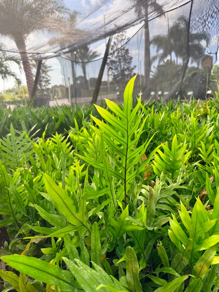 Wart Fern