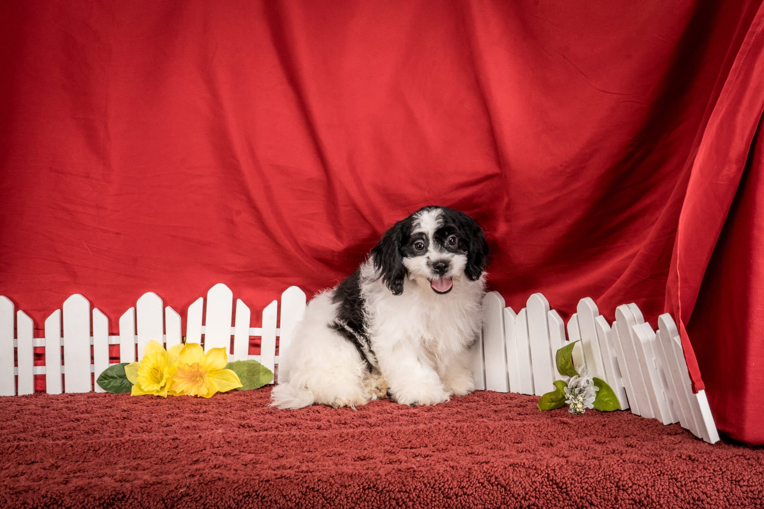 Mr. Tucker The Shichon - thumbnail 4
