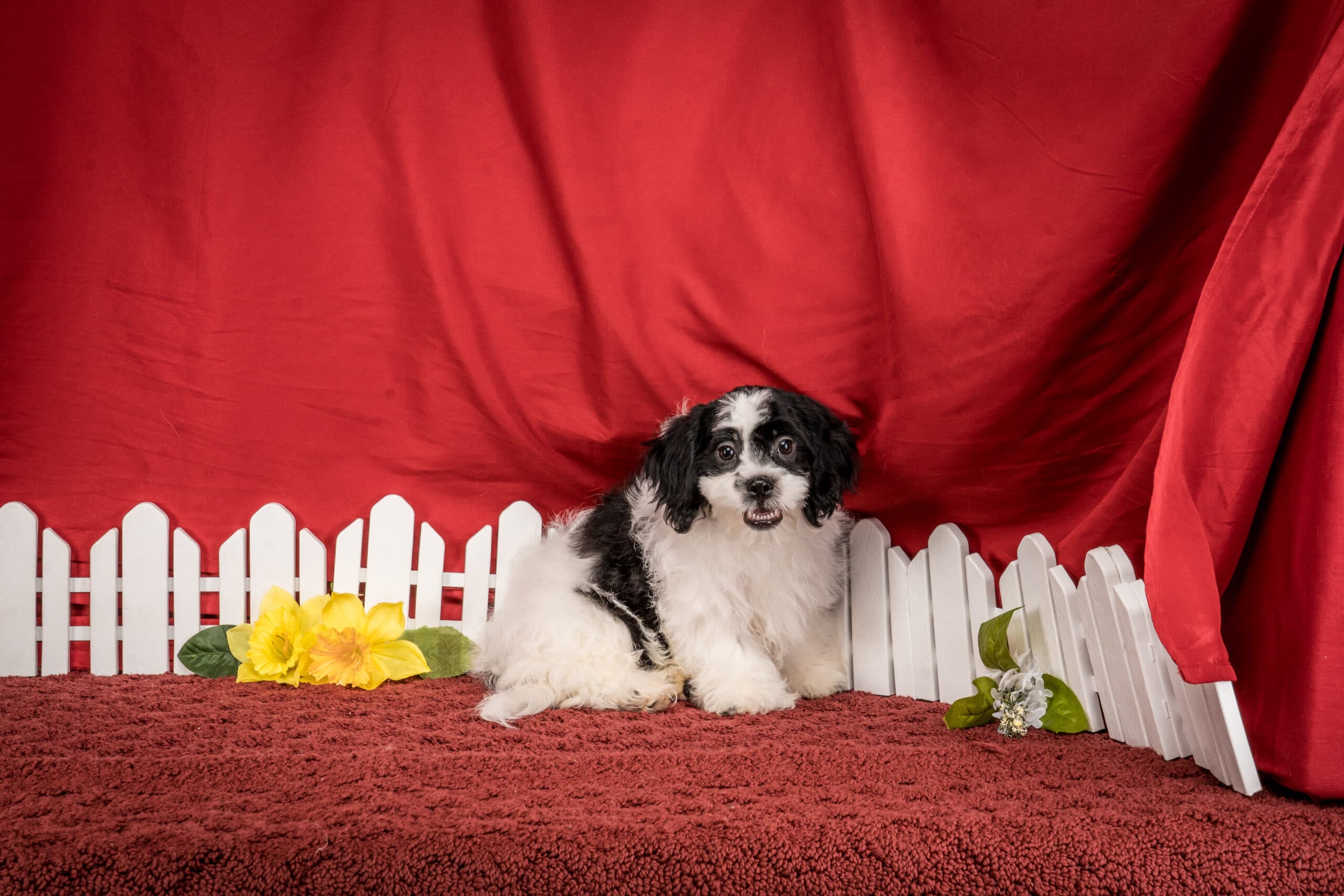Mr. Tucker The Shichon - thumbnail 5