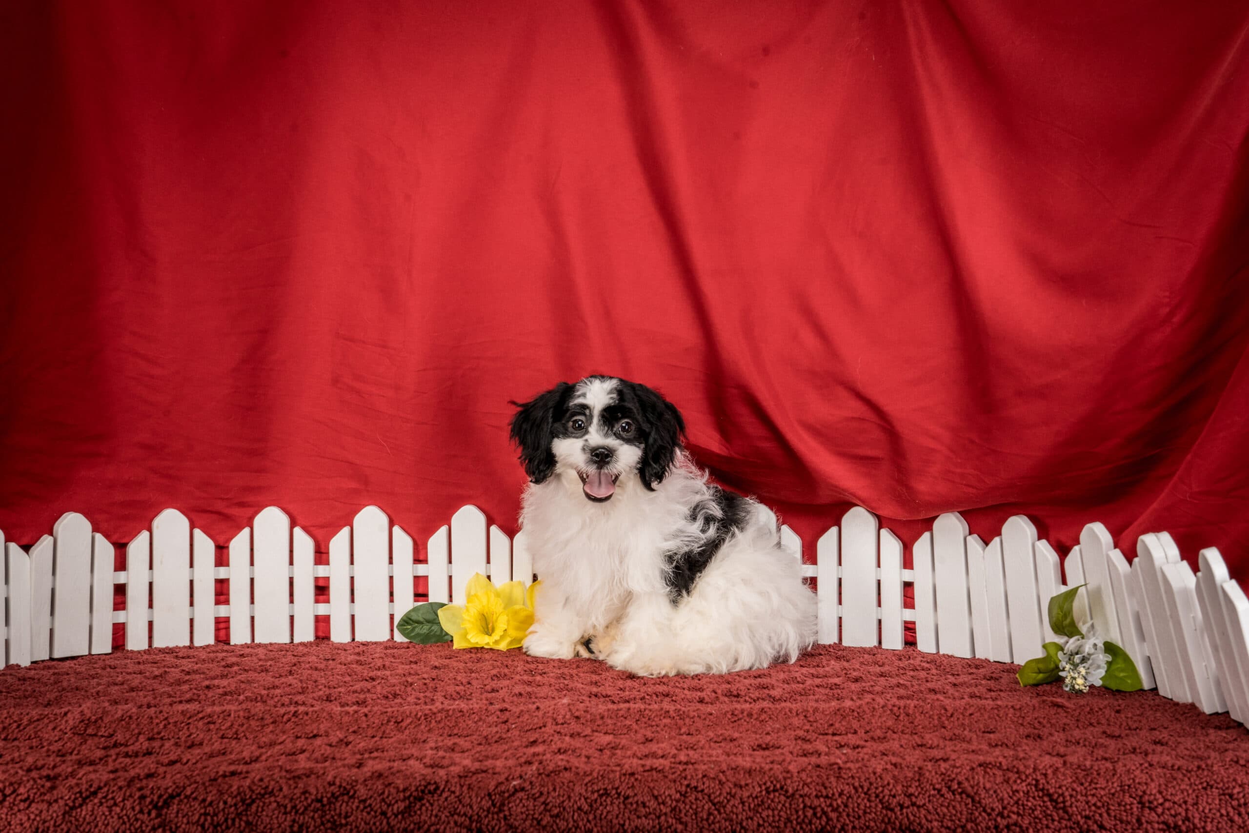 Mr. Tucker The Shichon - thumbnail 6