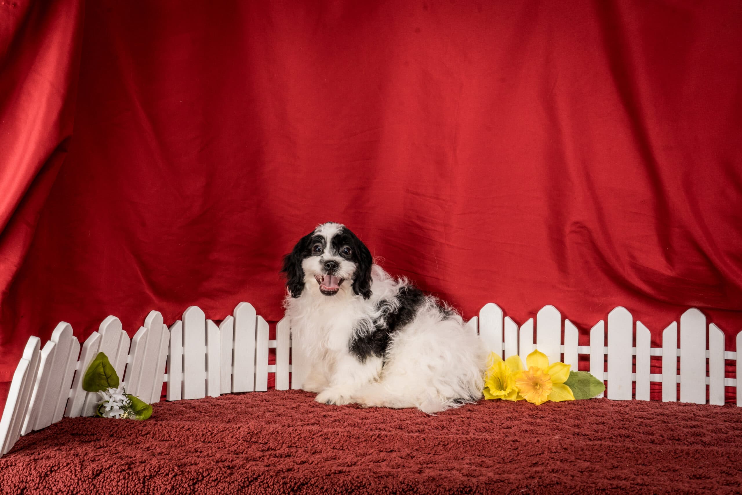 Mr. Tucker The Shichon - thumbnail 7