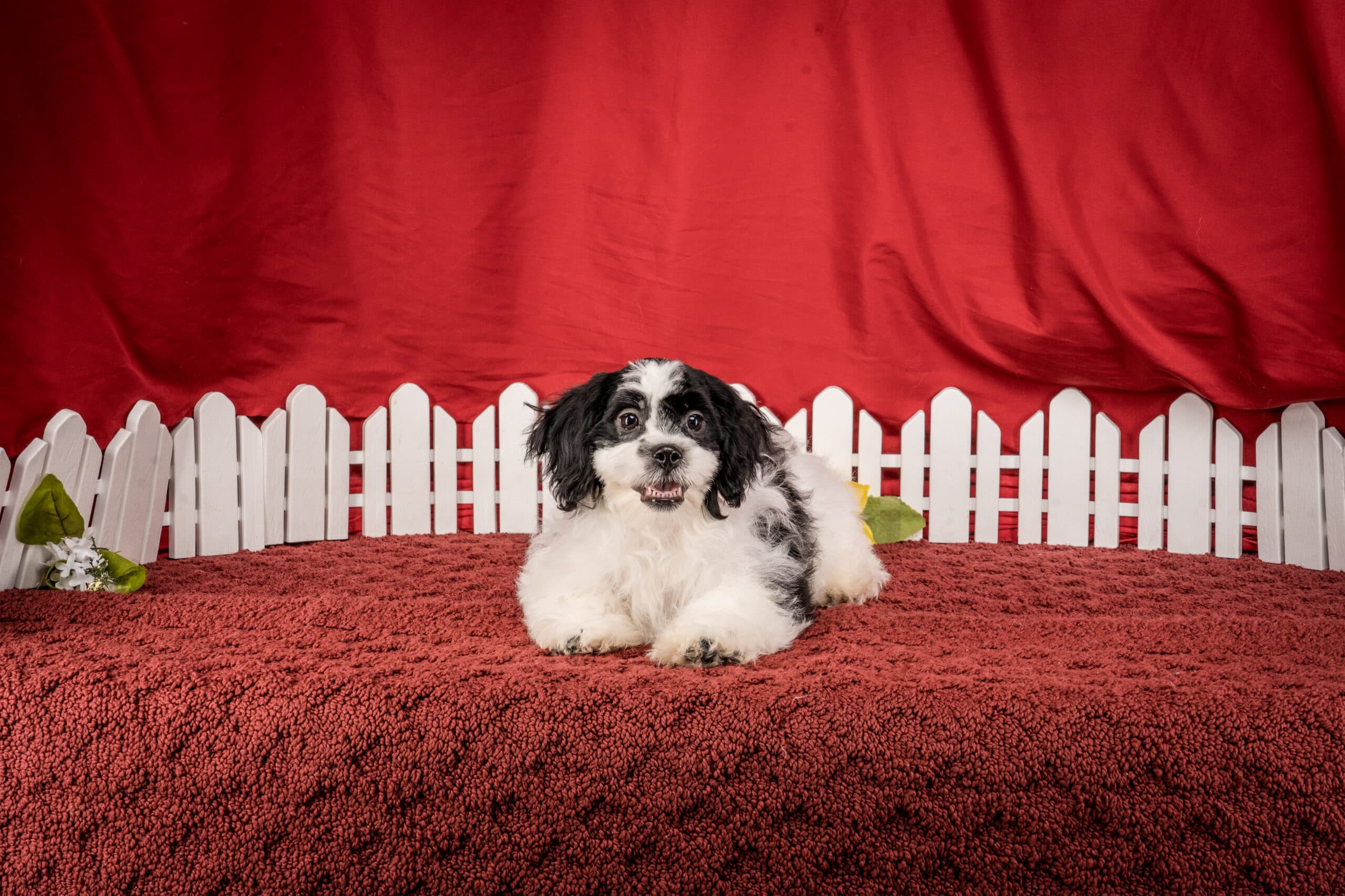 Mr. Tucker The Shichon - thumbnail 8