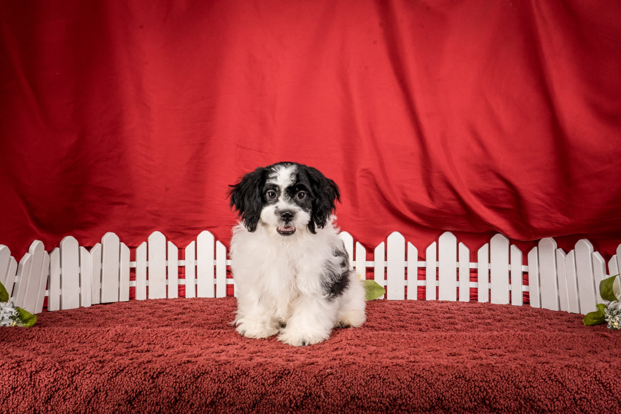 Mr. Tucker The Shichon
