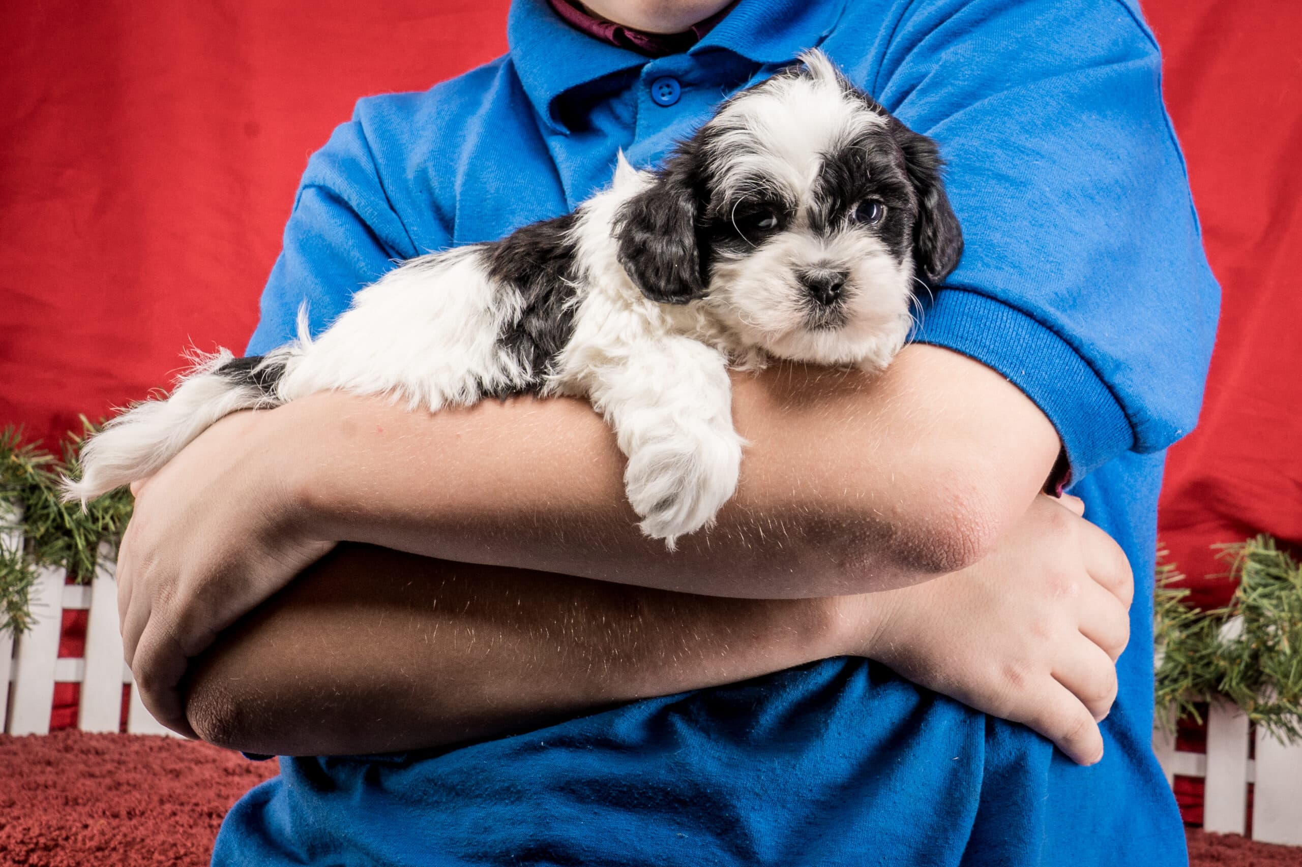 Mr. Tucker The Shichon - thumbnail 2
