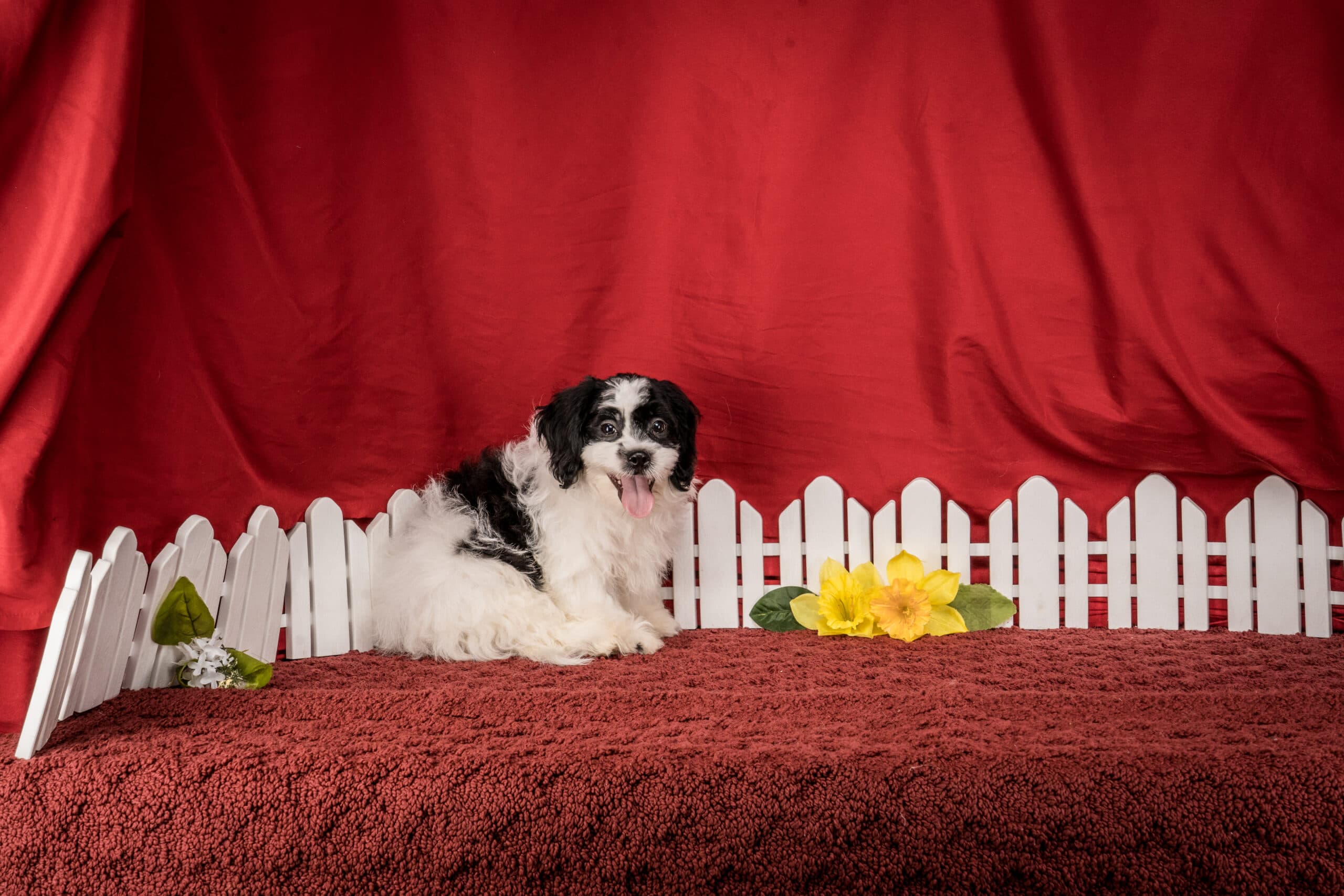 Mr. Tucker The Shichon - thumbnail 10