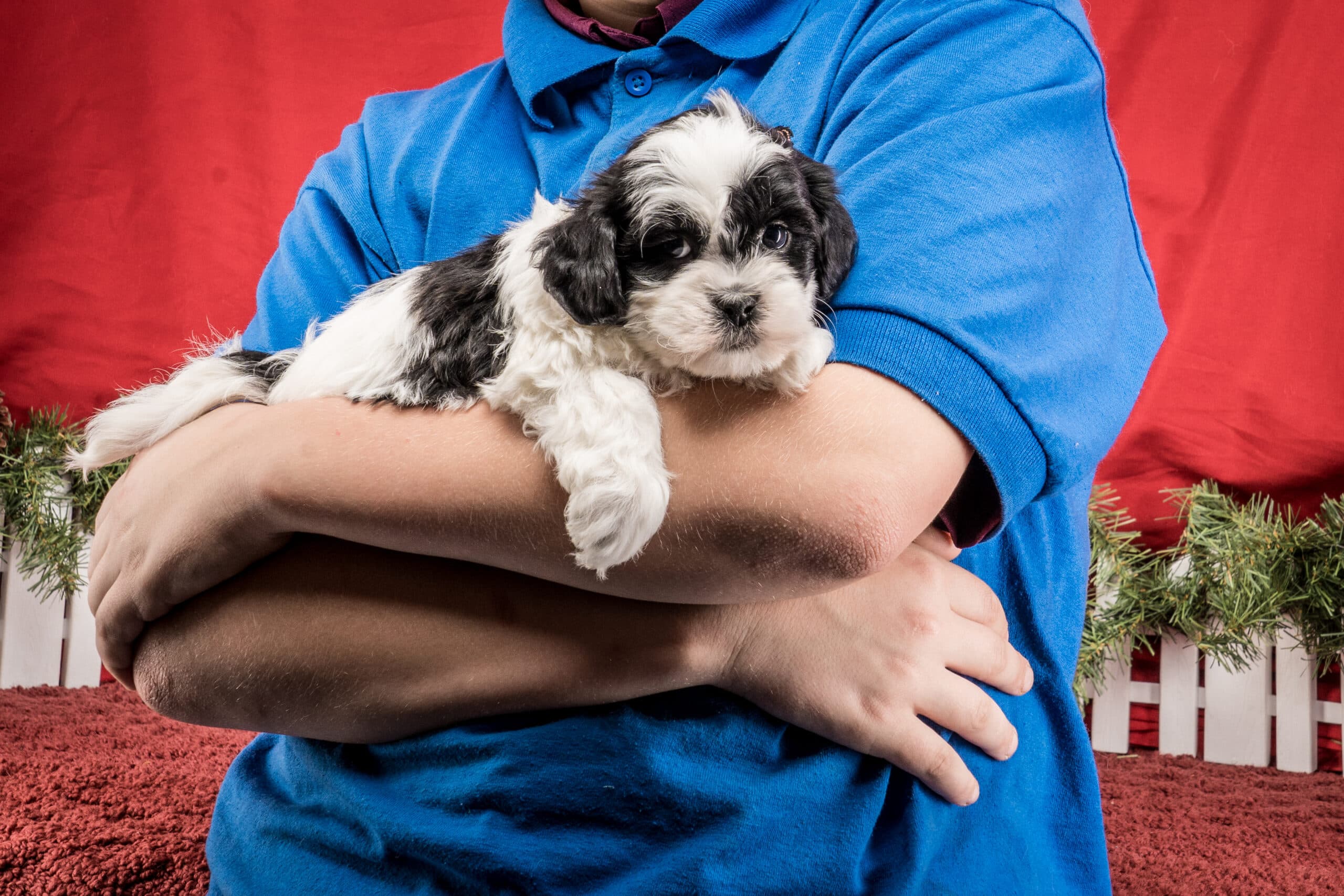 Mr. Tucker The Shichon - thumbnail 3