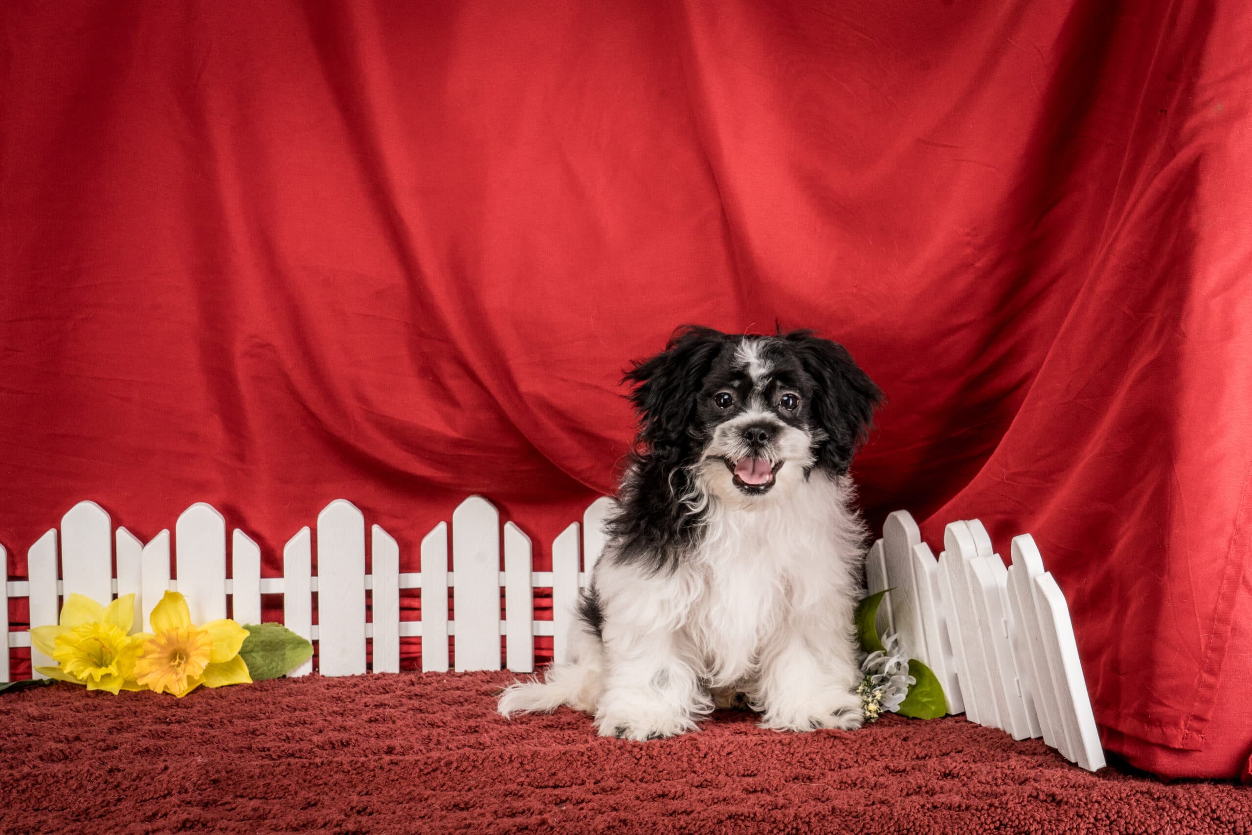 Mr. Tyler The Shichon - thumbnail 4
