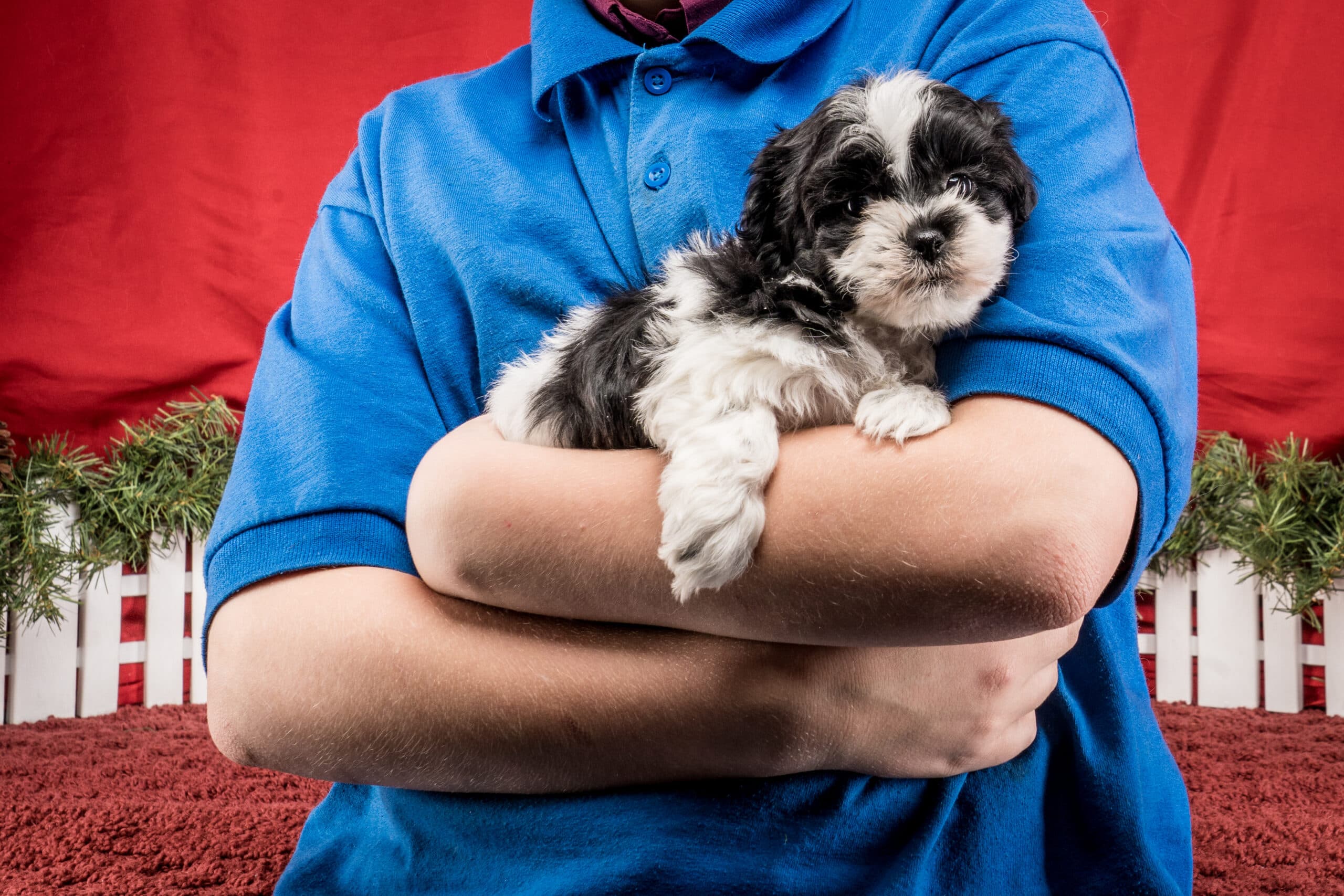 Mr. Tyler The Shichon - thumbnail 2