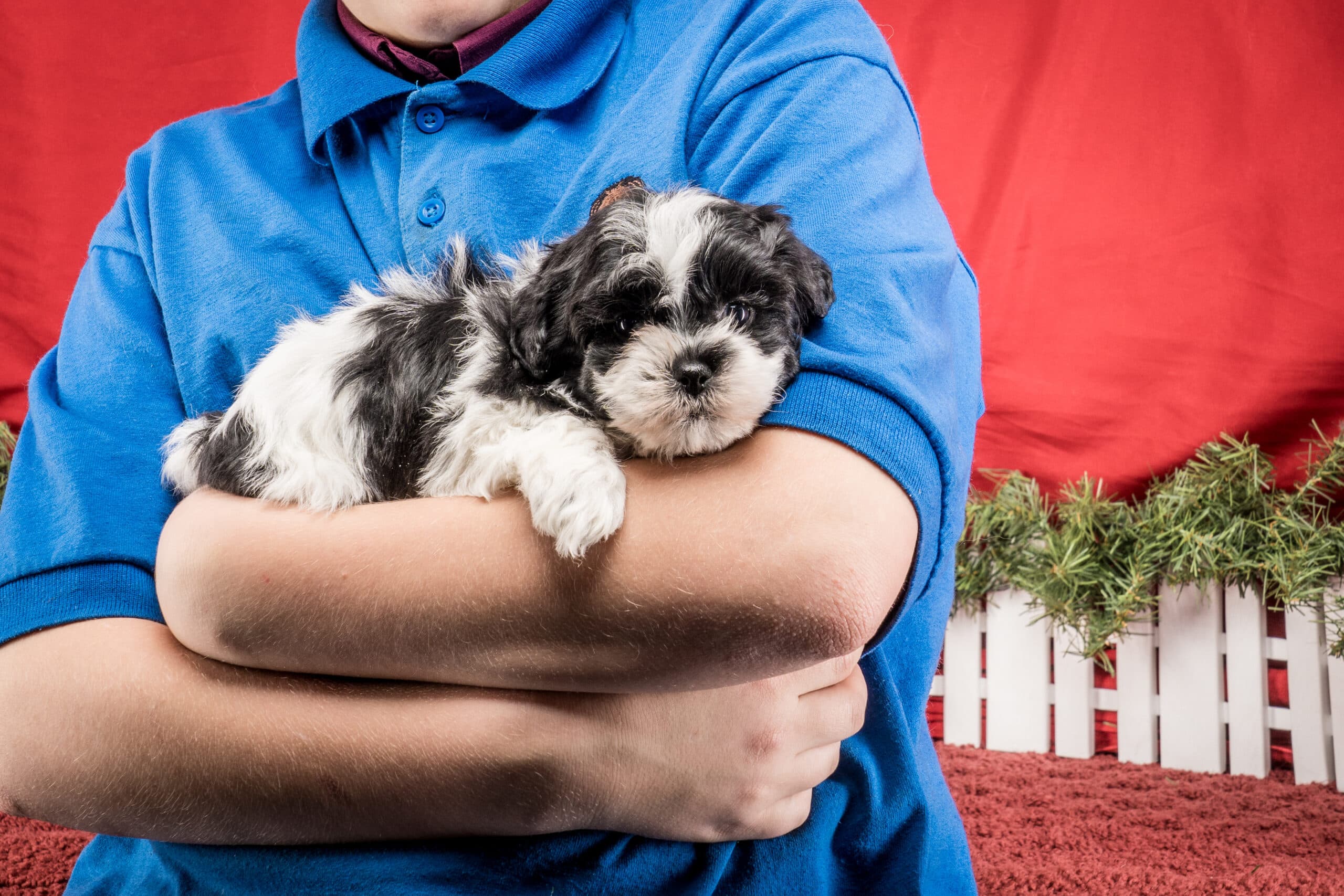 Mr. Tyler The Shichon - thumbnail 3