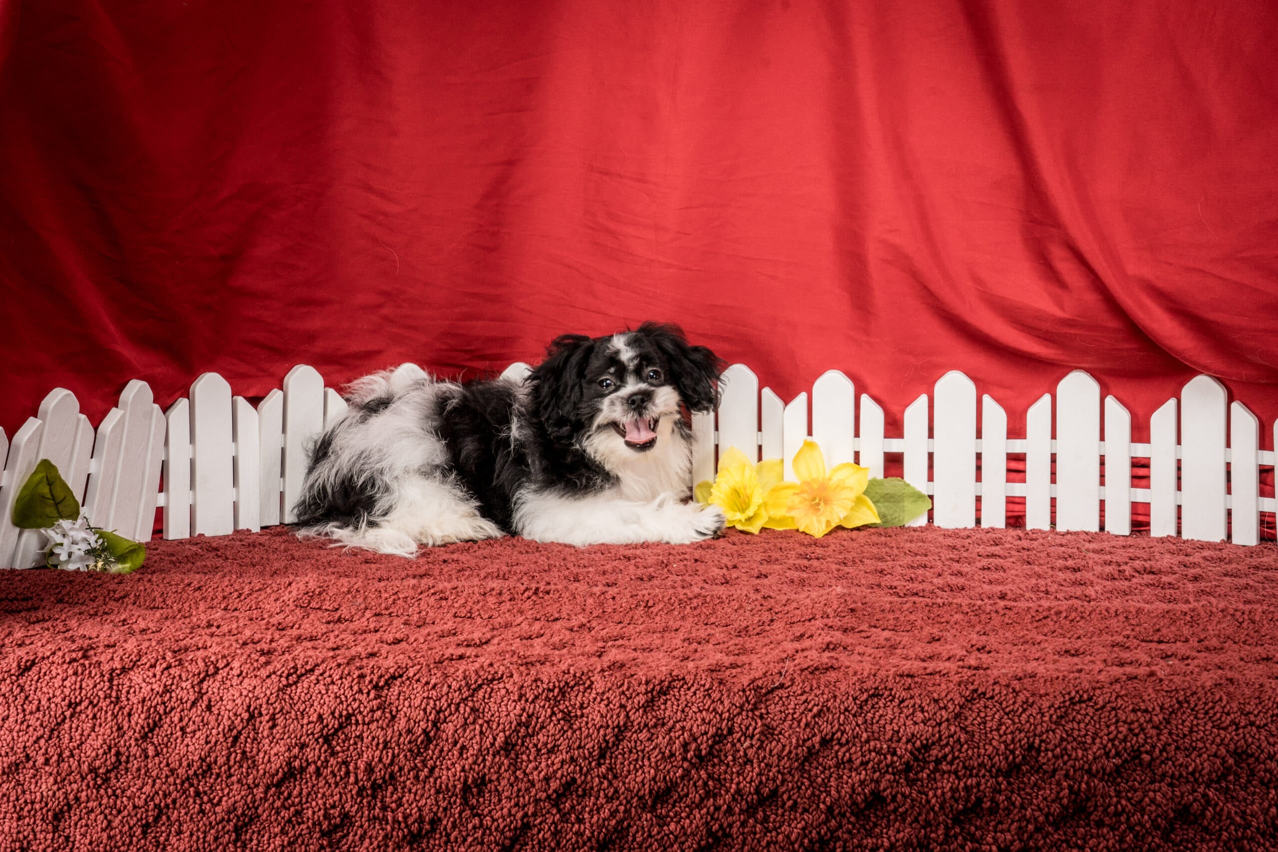 Mr. Tyler The Shichon - thumbnail 5