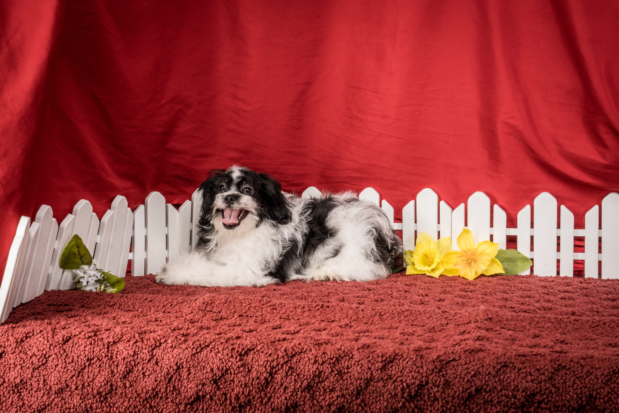 Mr. Tyler The Shichon - thumbnail 6
