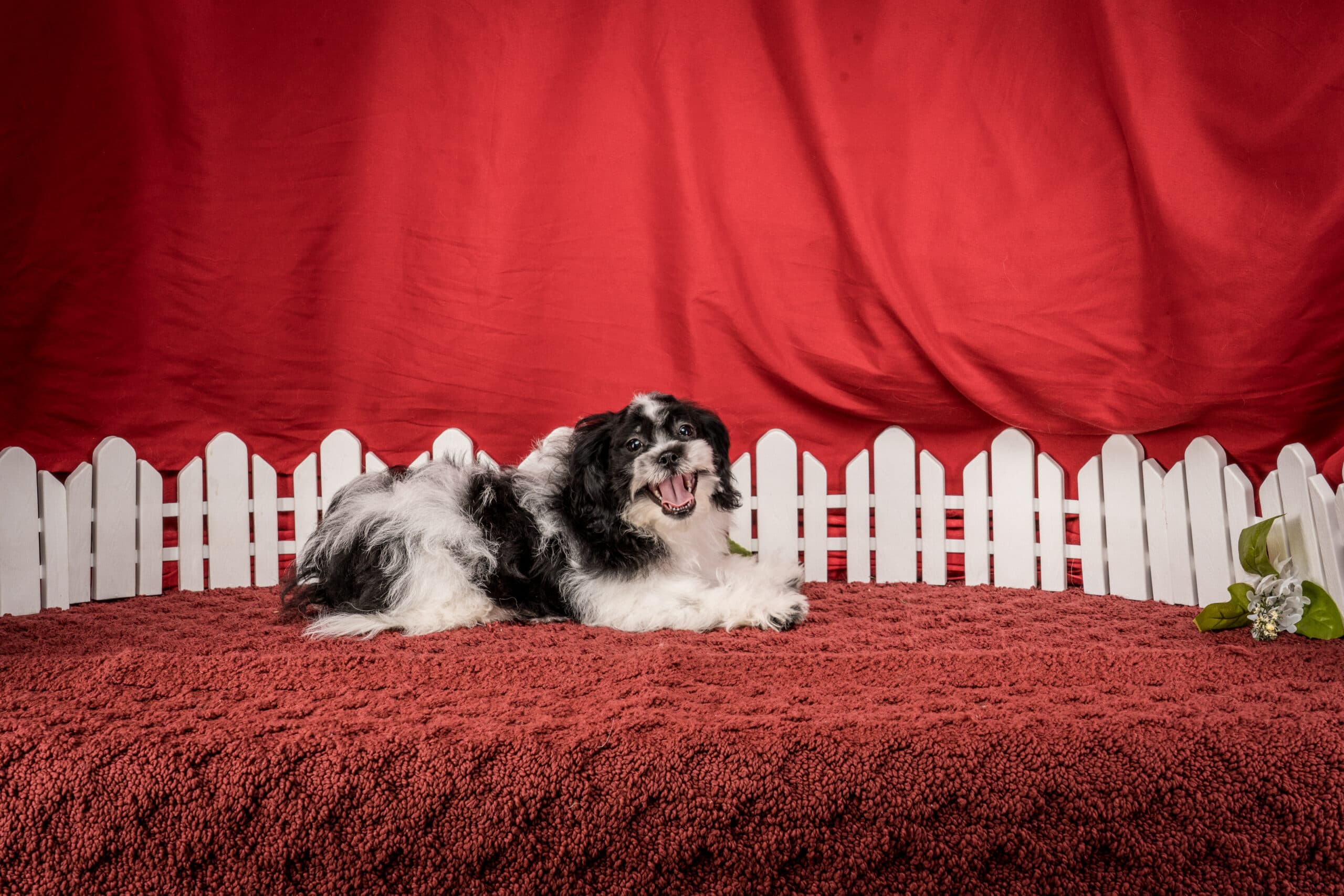 Mr. Tyler The Shichon - thumbnail 7