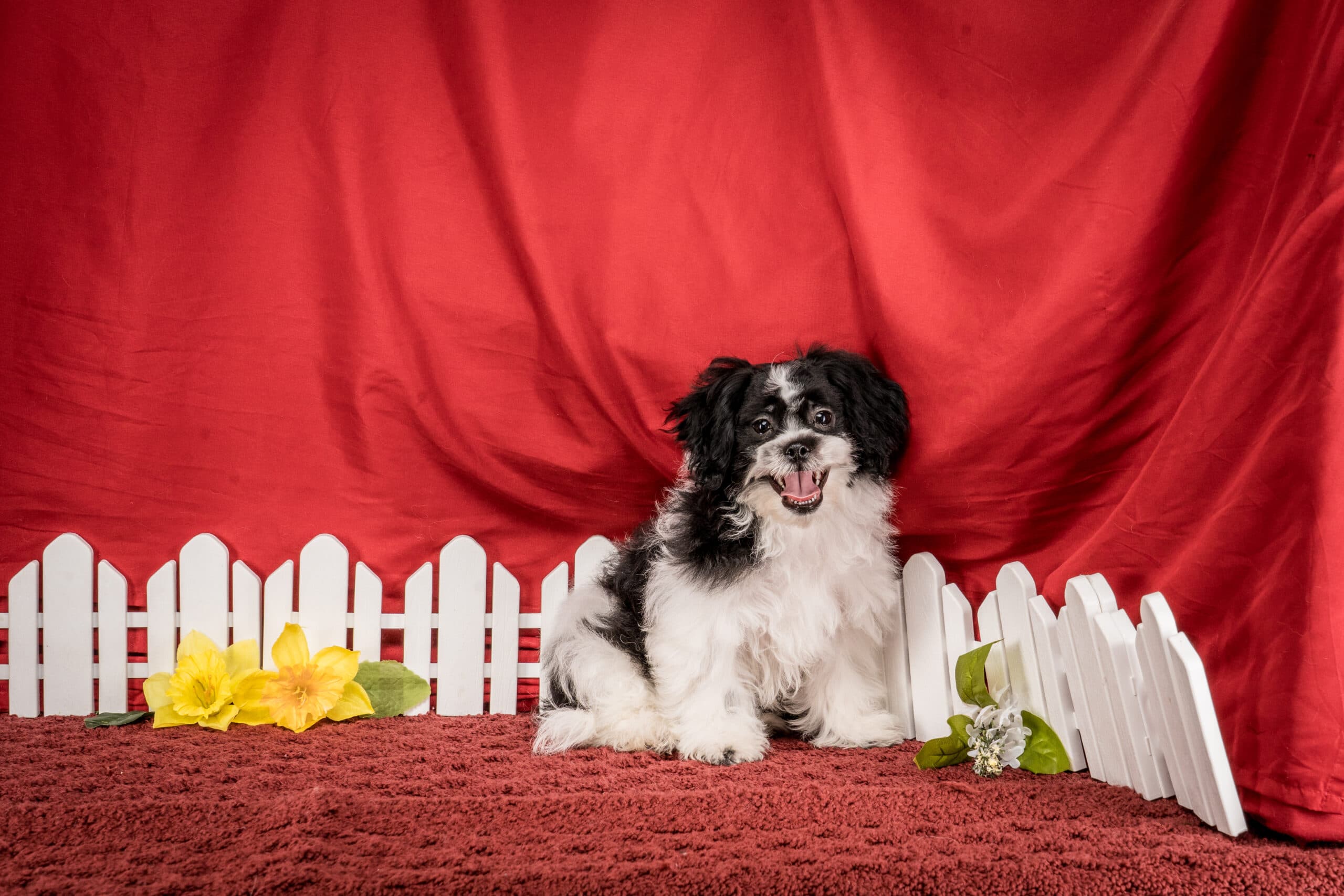 Mr. Tyler The Shichon - thumbnail 8
