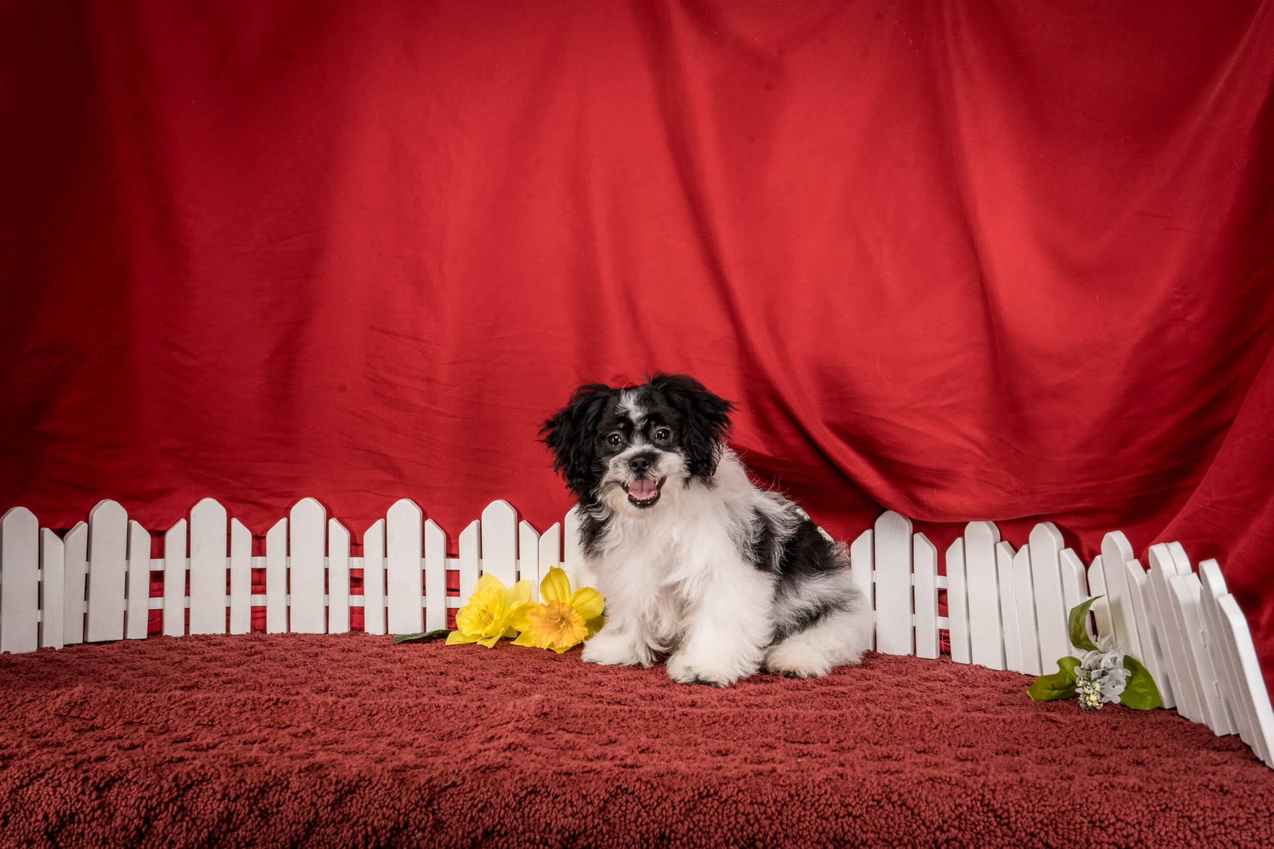 Mr. Tyler The Shichon