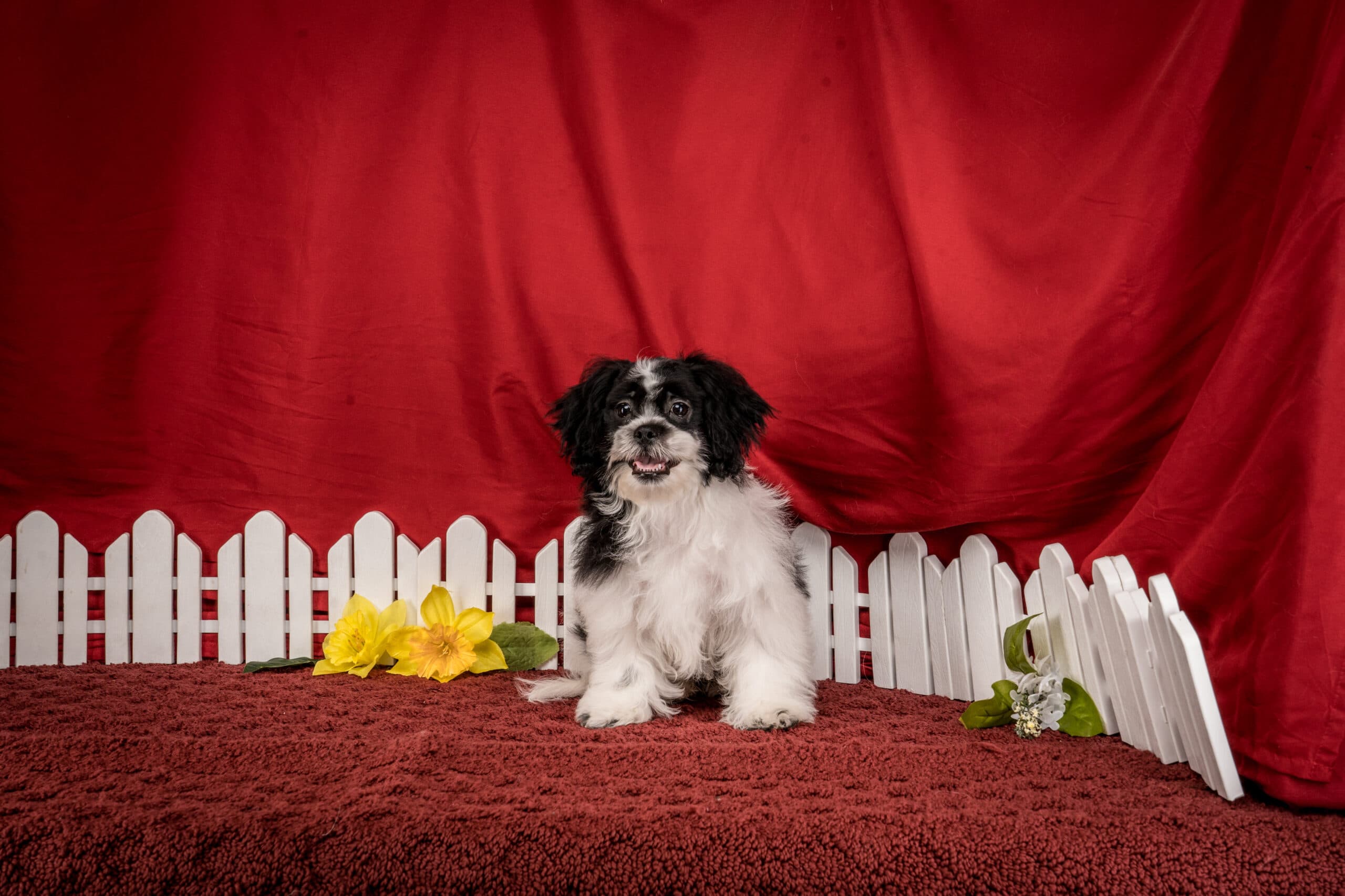 Mr. Tyler The Shichon - thumbnail 10