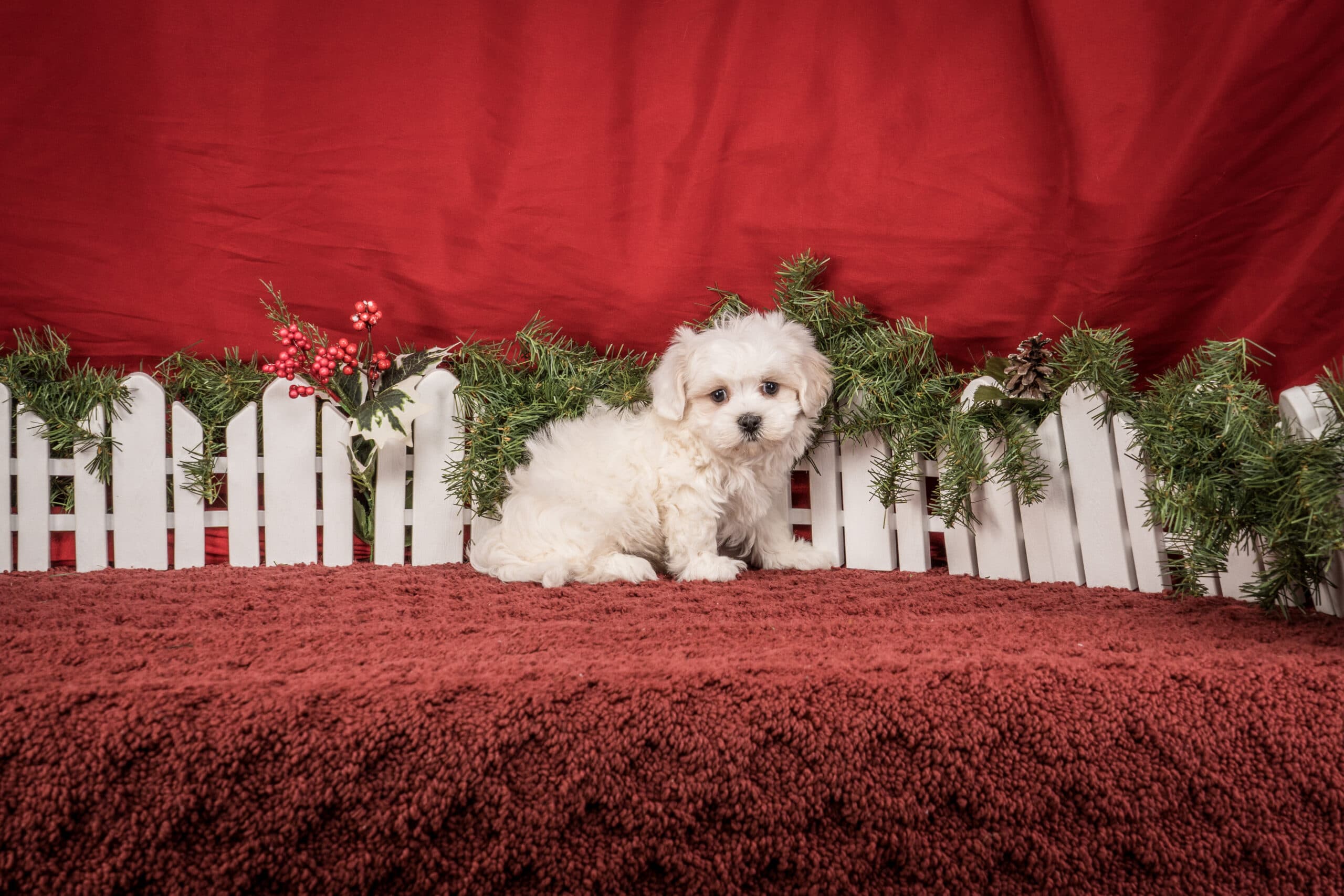 Mr. Toby The Shichon - thumbnail 2