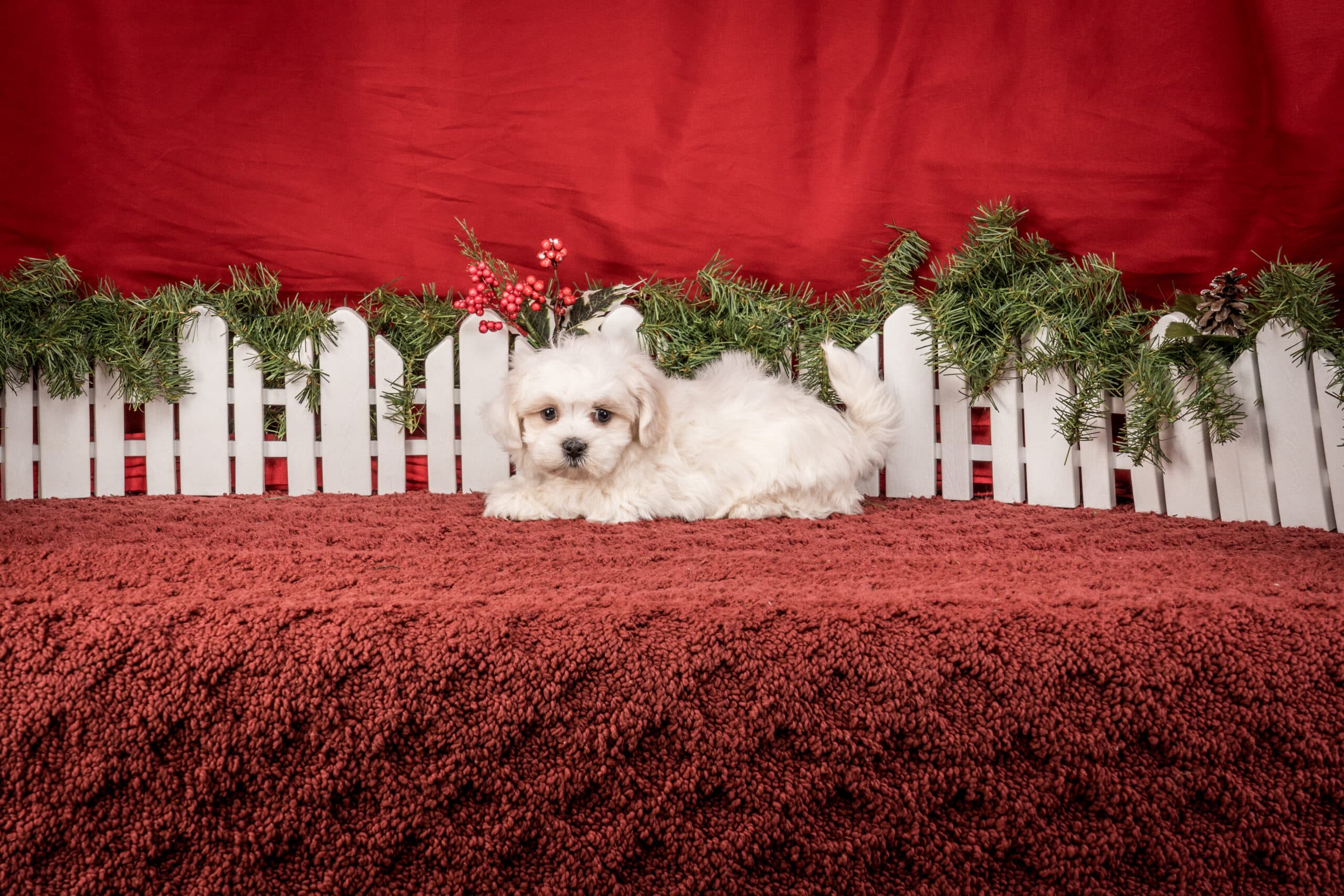 Mr. Toby The Shichon - thumbnail 3