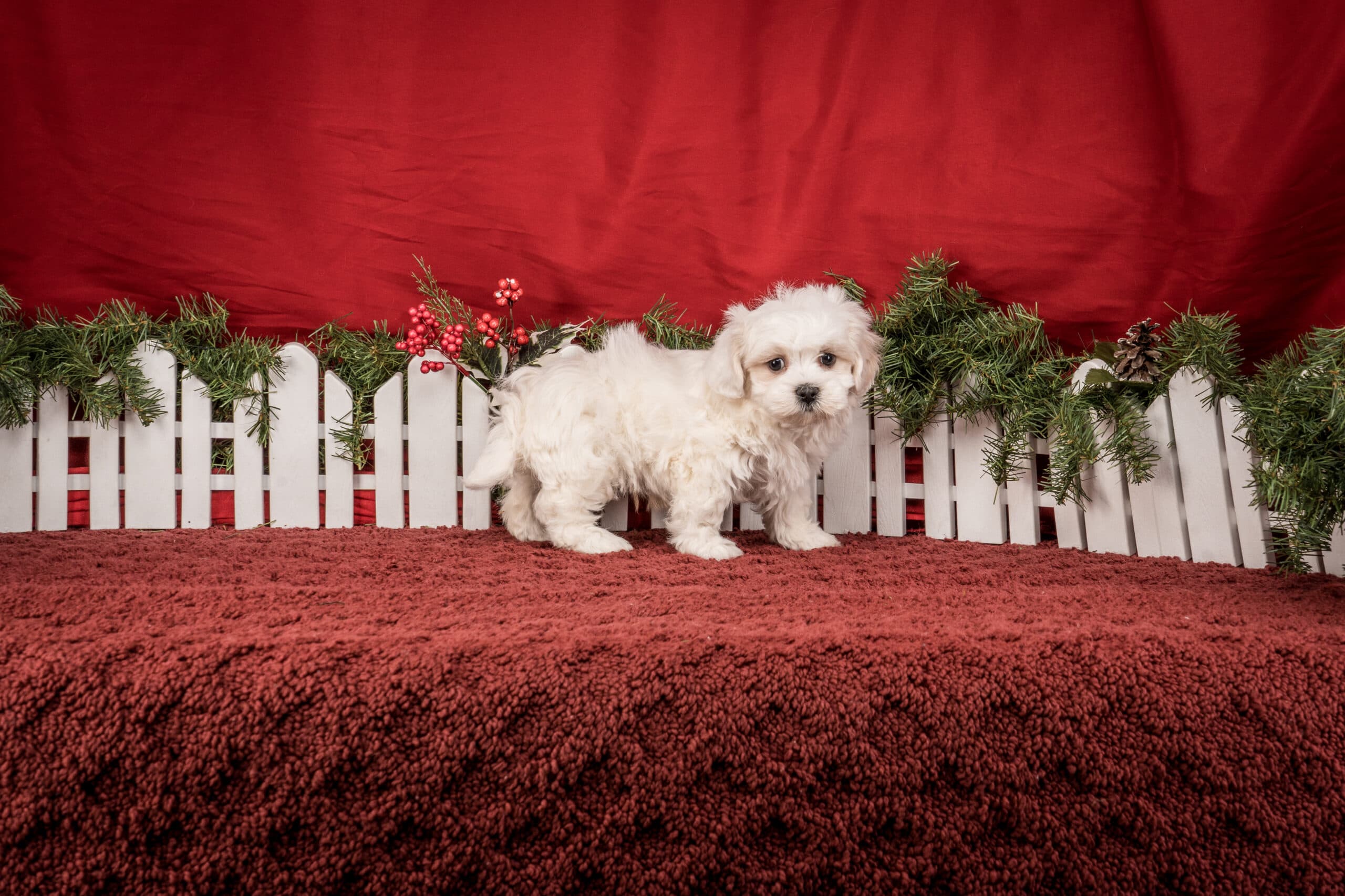 Mr. Toby The Shichon - thumbnail 4